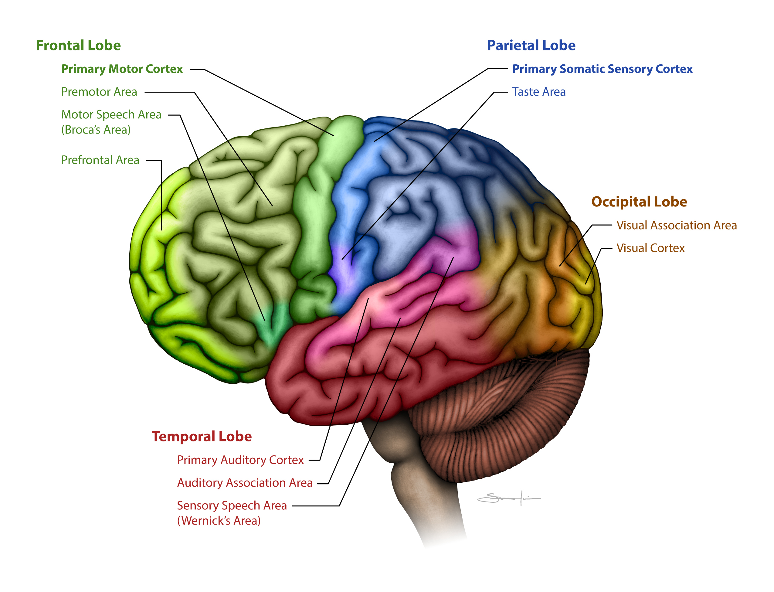 Cerebral Cortex Lobes And Functions 0986